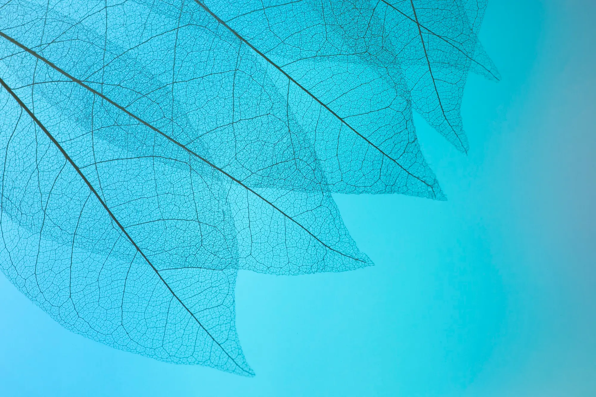 Commitments & Standards image